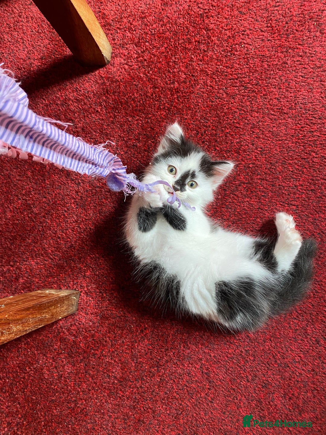 Mixed Breed cats for sale: Beautiful kittens  - Image 5