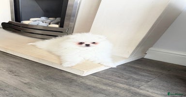 Pomeranian dogs - Advert 16