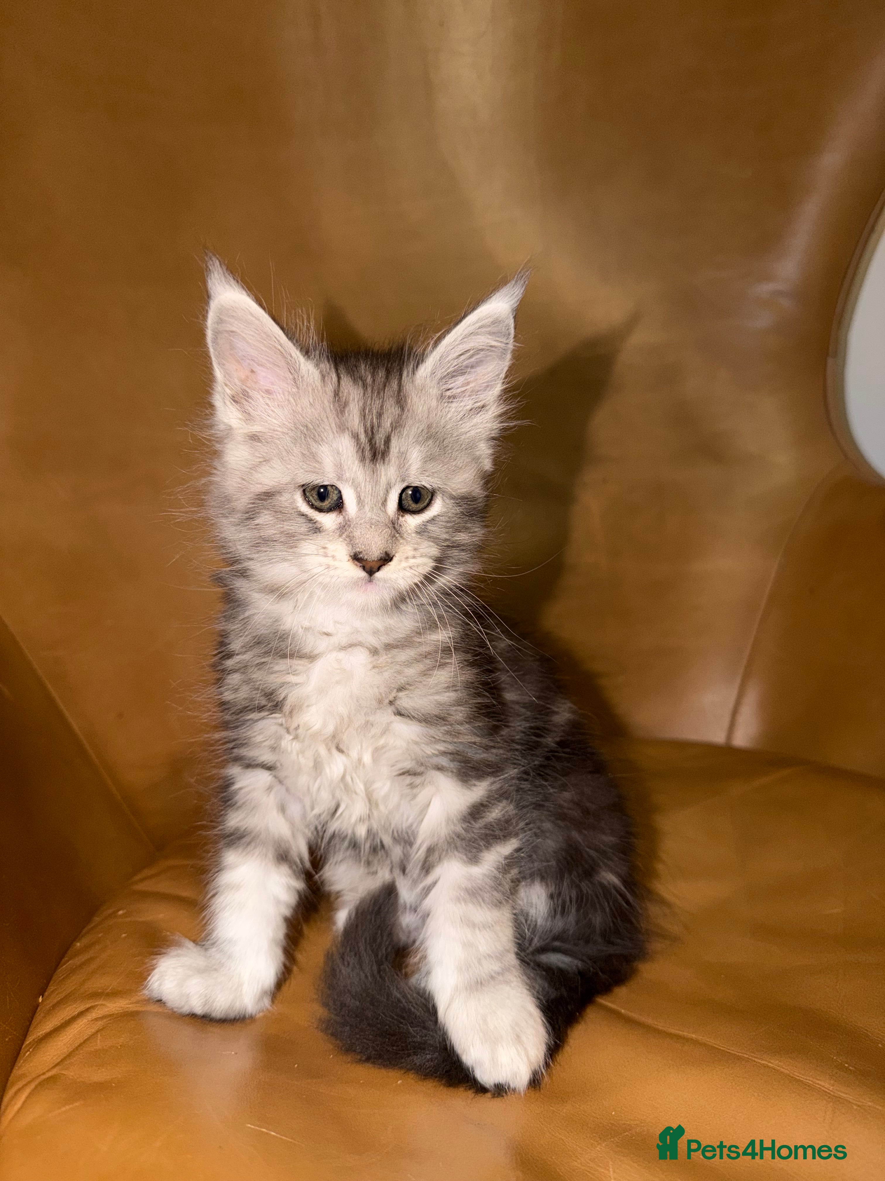 Maine Coon cats Pedigree Maine Coon Kittens, TICA Registered - Advert 7