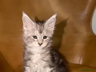 Maine Coon cats Pedigree Maine Coon Kittens, TICA Registered - Advert 7