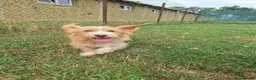 Mixed Breed dogs for adoption: Asterix for adoption!  in Leighton Buzzard - Advert 3