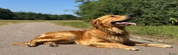 Golden Retriever dogs for stud: PROVEN Big Boned KC Golden Retriever STUD 💫 - Advert 4