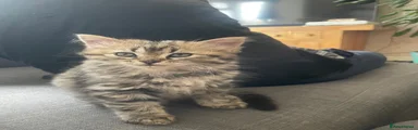 Persian 1