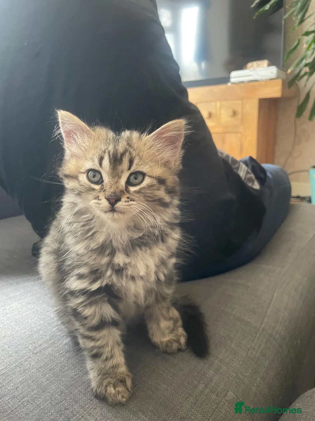 Persian cats for sale: Beautiful Persian X kittens for sale - Advert 2