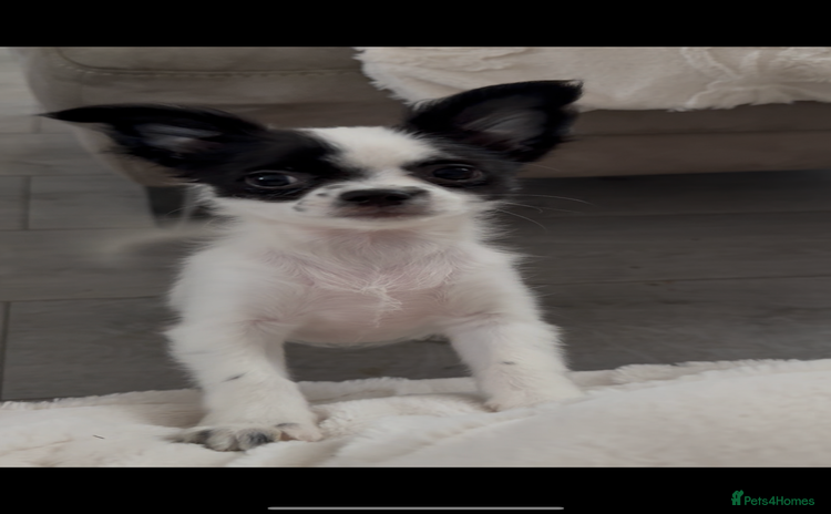 Chipoo dogs Chipoo puppies - Advert 6