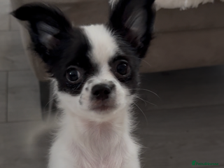 Chipoo dogs Chipoo puppies - Advert 5