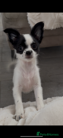 Chipoo dogs Chipoo puppies - Advert 6