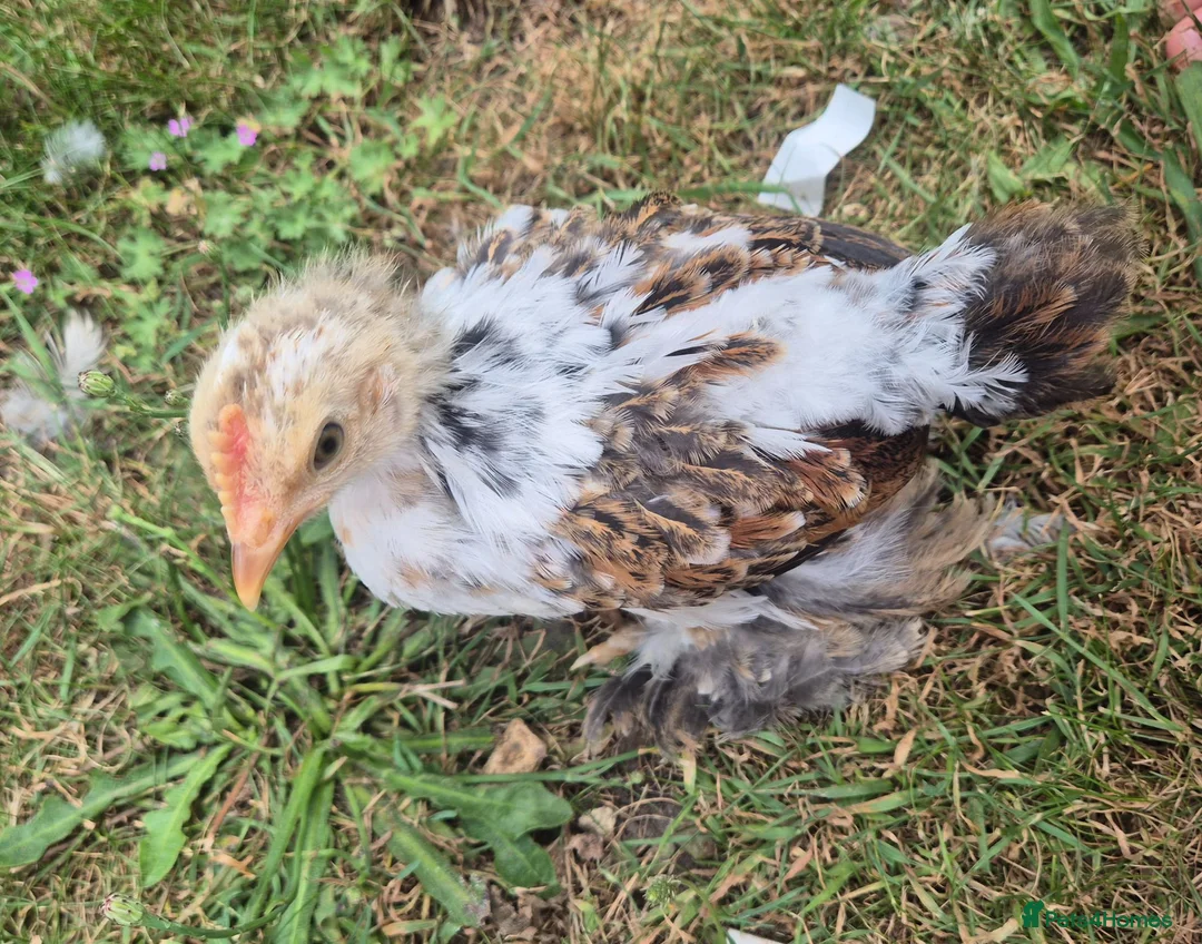 Chickens poultry for sale: Booted Pekin Bantam Rooster - Advert 2