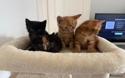 Mixed Breed cats for sale: Kittens for sale - Image 1