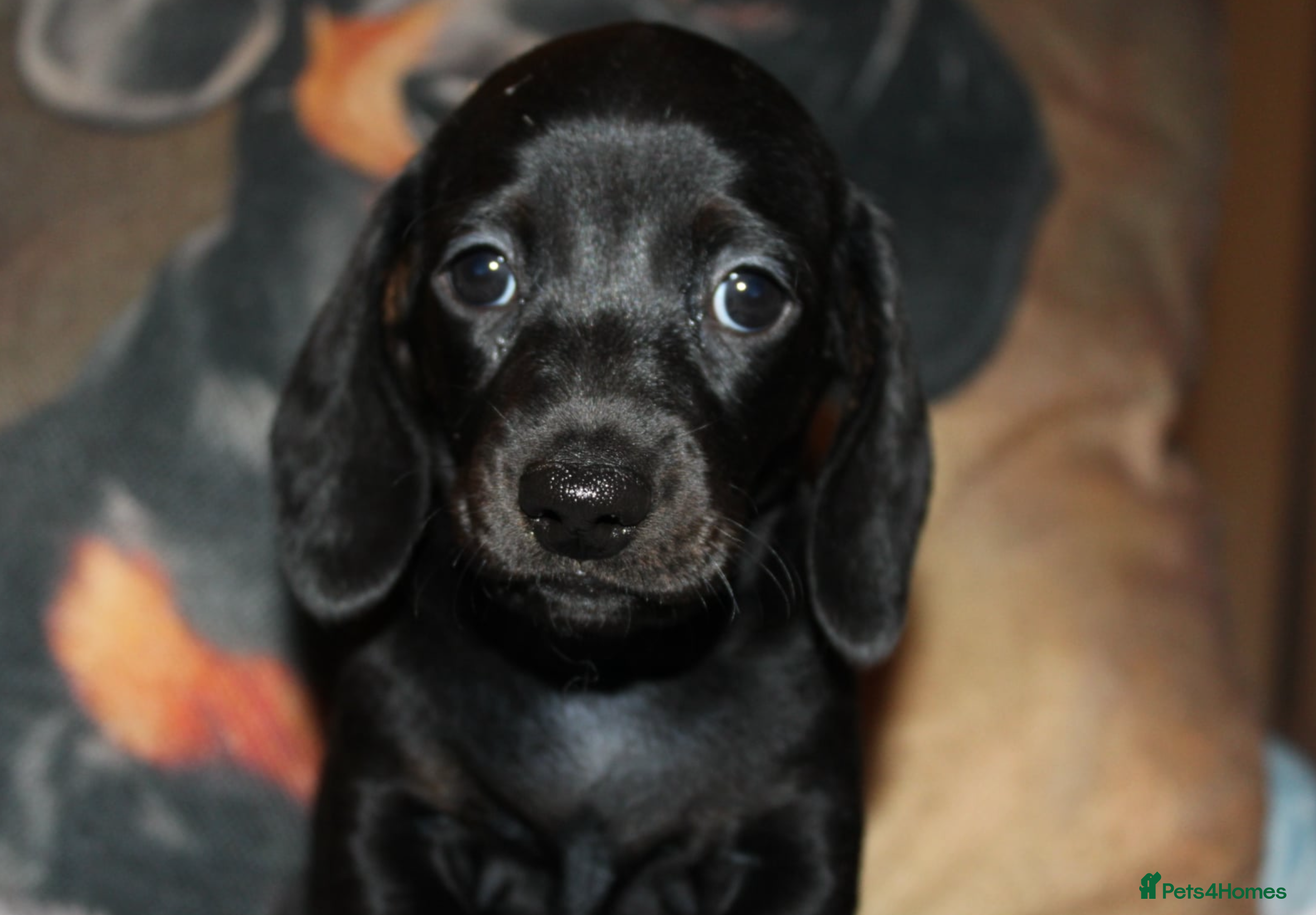 Miniature Dachshund dogs Miniature dachshund puppies  - Advert 15