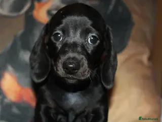 Miniature Dachshund dogs Miniature dachshund puppies - Advert 15