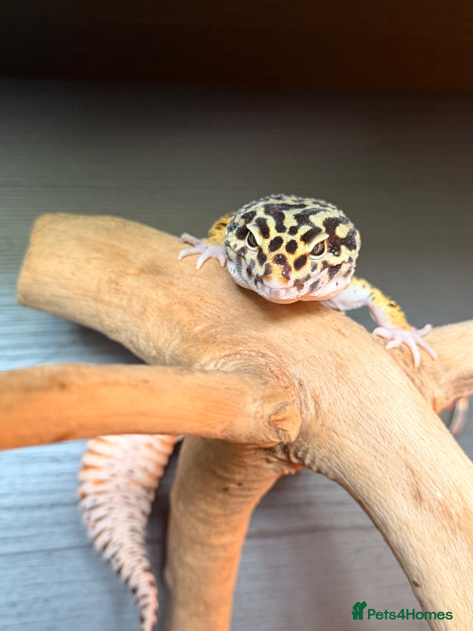 Leopard Gecko reptiles Beautiful Leopard Geckos  - Advert 3