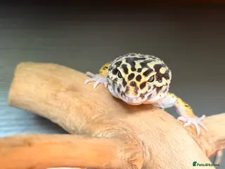Leopard Gecko reptiles Beautiful Leopard Geckos - Advert 3