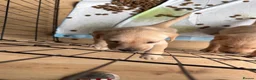 Labrador Retriever dogs for sale: Beautiful Labrador puppies for sale  - Advert 32