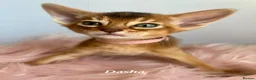 Abyssinian cats for sale: Adorable Abyssinian kittens - Advert 8