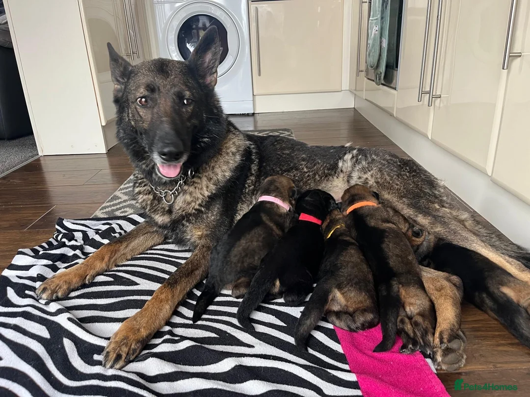 German Shepherd dogs for sale: Chunky German shepherd pups - Advert 2