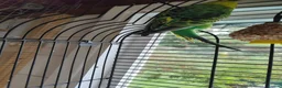 Budgerigars birds for sale: Pair of Bonded Adult Budgies  in Grantham - Advert 6