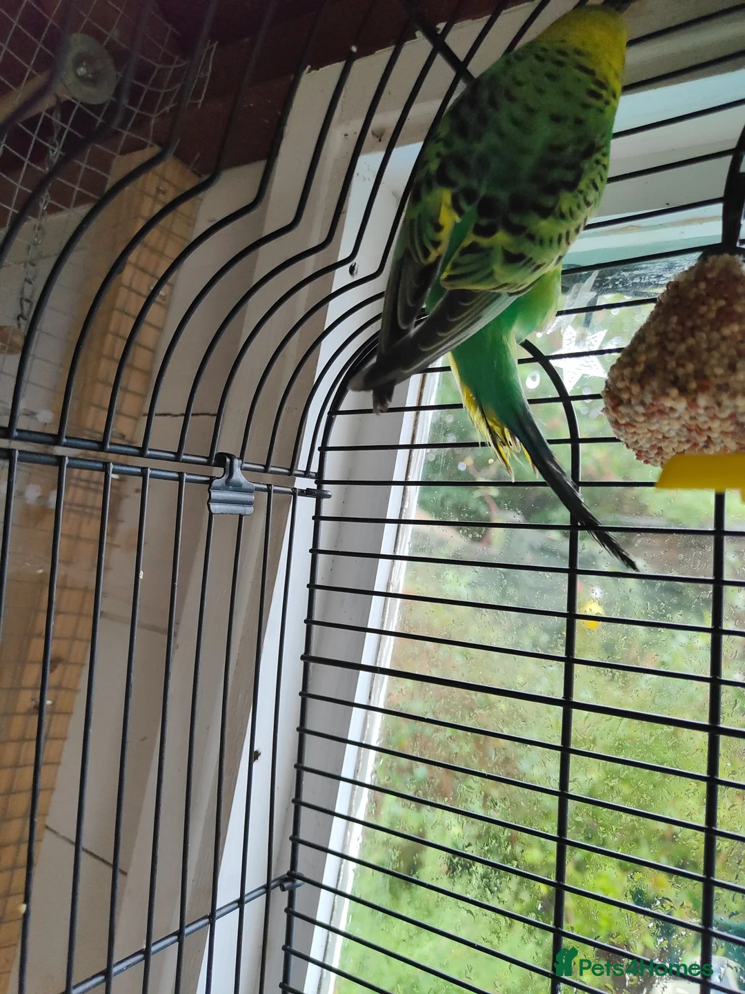 Budgerigars birds for sale: Pair of Bonded Adult Budgies  in Grantham - Advert 6