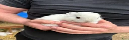 Lionhead rabbits for sale: 9x gorgeous fluffy lionhead bunnies  - Advert 15