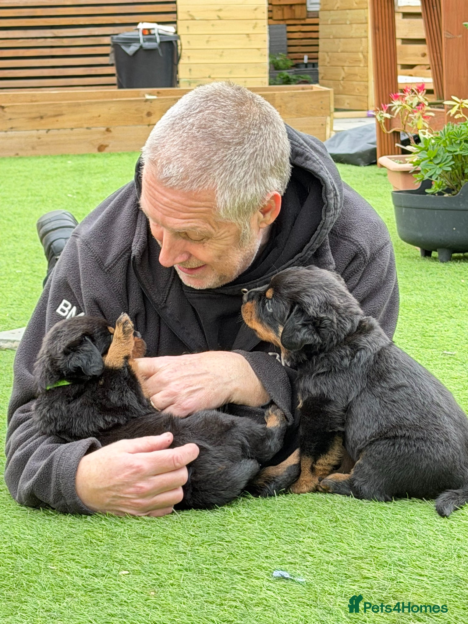 Rottweiler dogs Wonderful Kc Registered Puppies - Advert 2