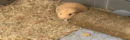 Guinea Pig rodents for sale: A pair of guinea pig boars  in York - Advert 3