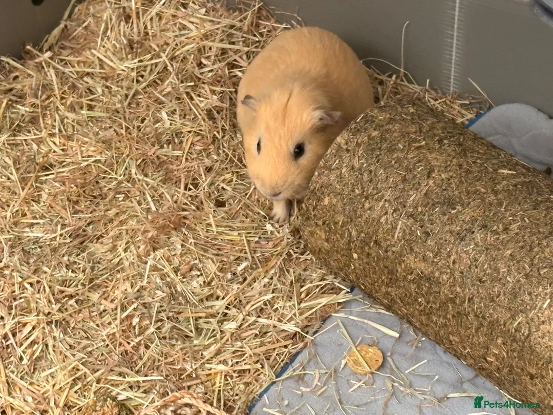 Guinea Pig rodents for sale: A pair of guinea pig boars  in York - Advert 3