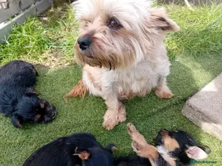 Chorkie dogs 4 beautiful chorkie girls - Advert 4