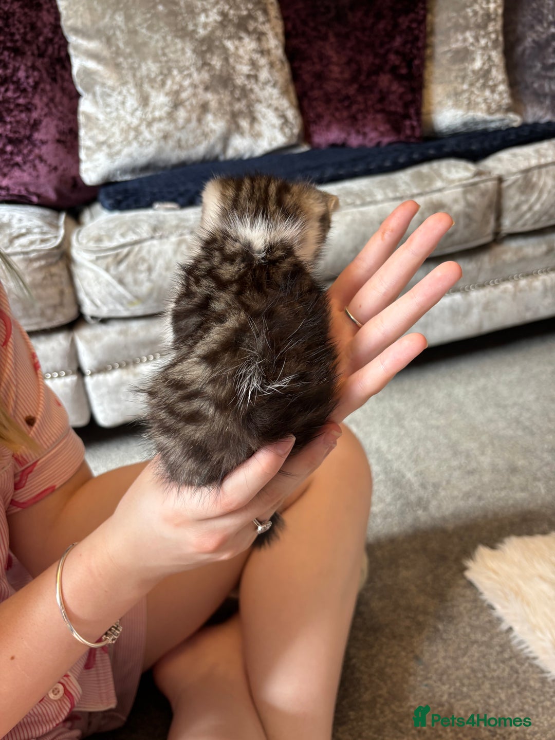 Mixed Breed cats for sale: Male kitten - Image 3