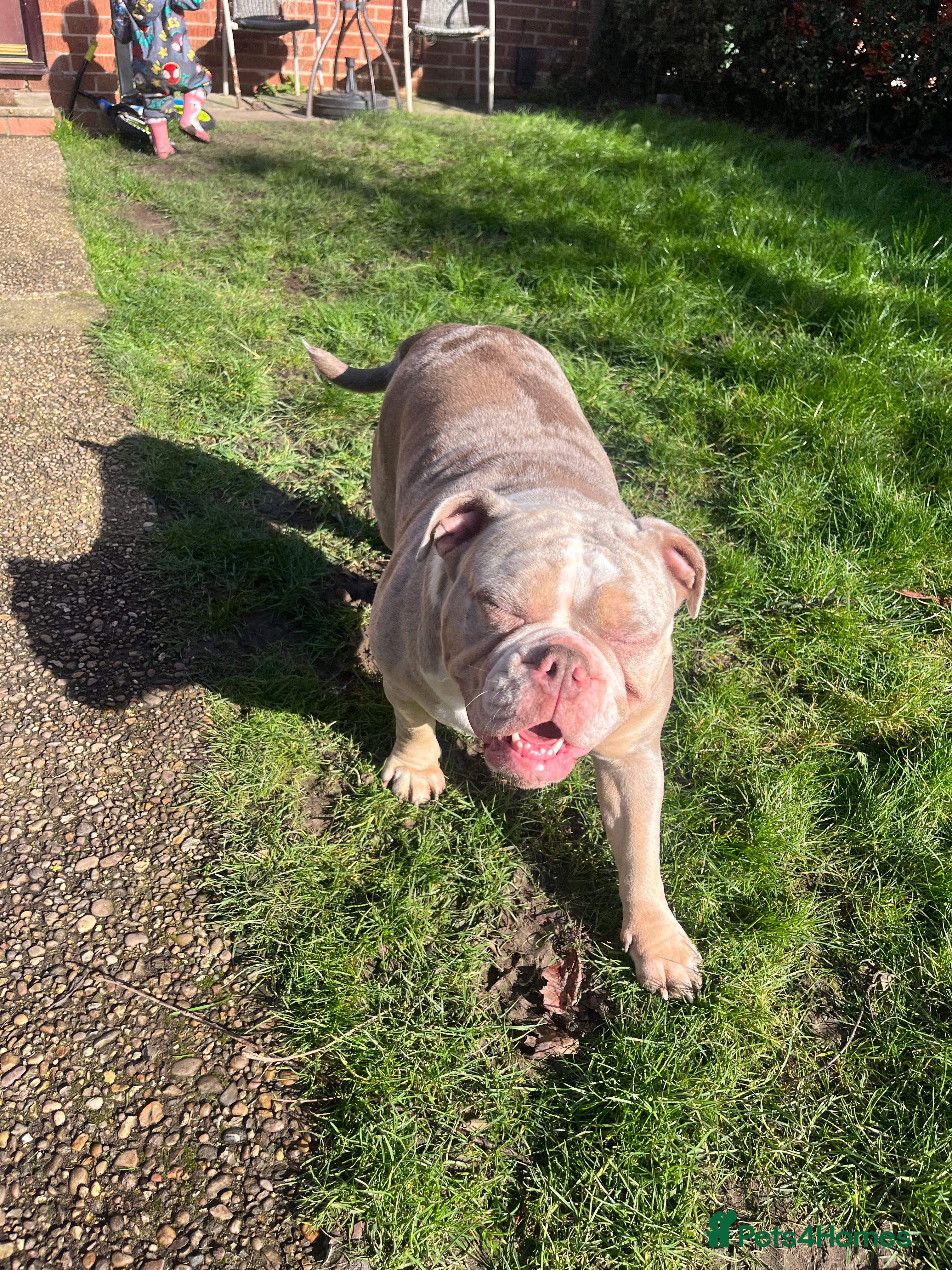 Olde English Bulldogge dogs Olde English bulldogge 2 years old in Lincoln - Advert 7