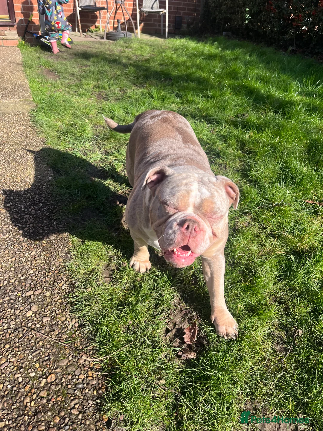 Olde English Bulldogge dogs for sale: Olde English bulldogge 2 years old in Lincoln - Advert 1