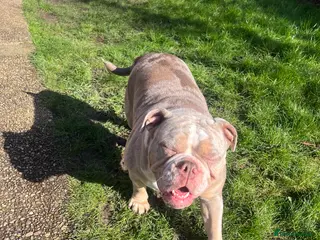 Olde English Bulldogge dogs Olde English bulldogge 2 years old in Lincoln - Advert 7