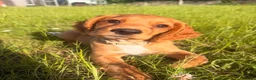 Cocker Spaniel dogs for stud: PROVEN / Health test - Kc red working cocker stud - Advert 10