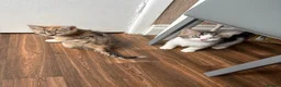 Mixed Breed cats for sale: 4 kittens available to leave.  in Sheffield - Advert 5