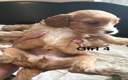 Cavapoo dogs for sale: One girl left has come available  - Image 28