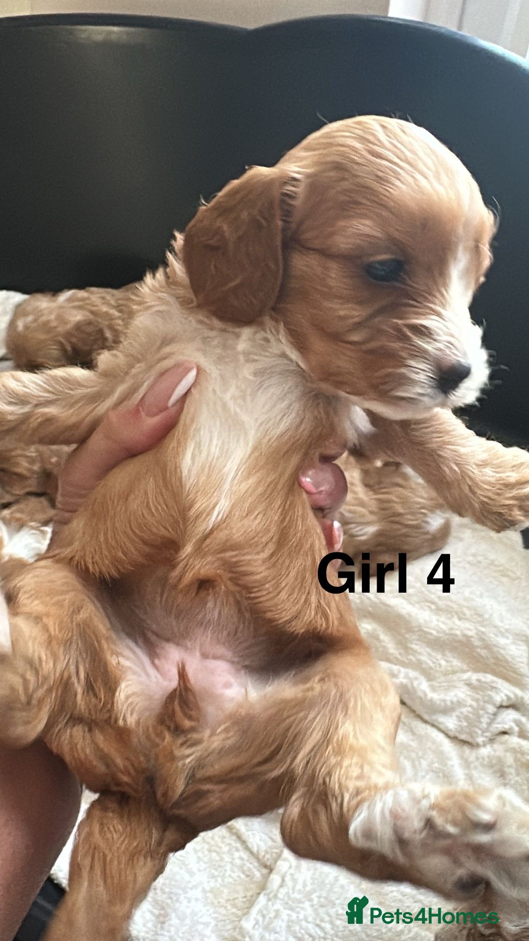 Cavapoo dogs for sale: One girl left has come available  - Image 28