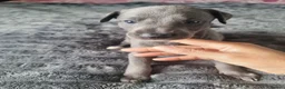 Whippet dogs for sale: Whippet puppies show background  - Advert 5