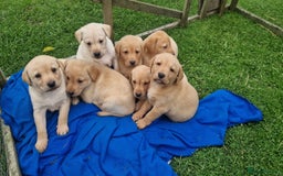 Labrador Retriever dogs for sale: Labrador puppies looking for 5* homes - Image 6