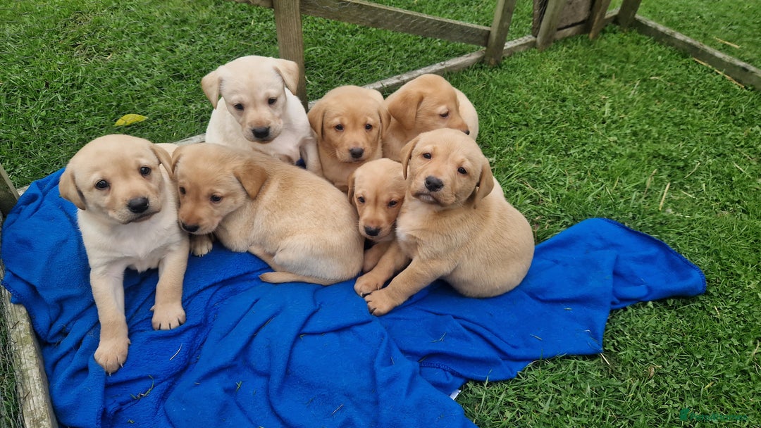 Labrador Retriever dogs for sale: Labrador puppies looking for 5* homes - Image 6