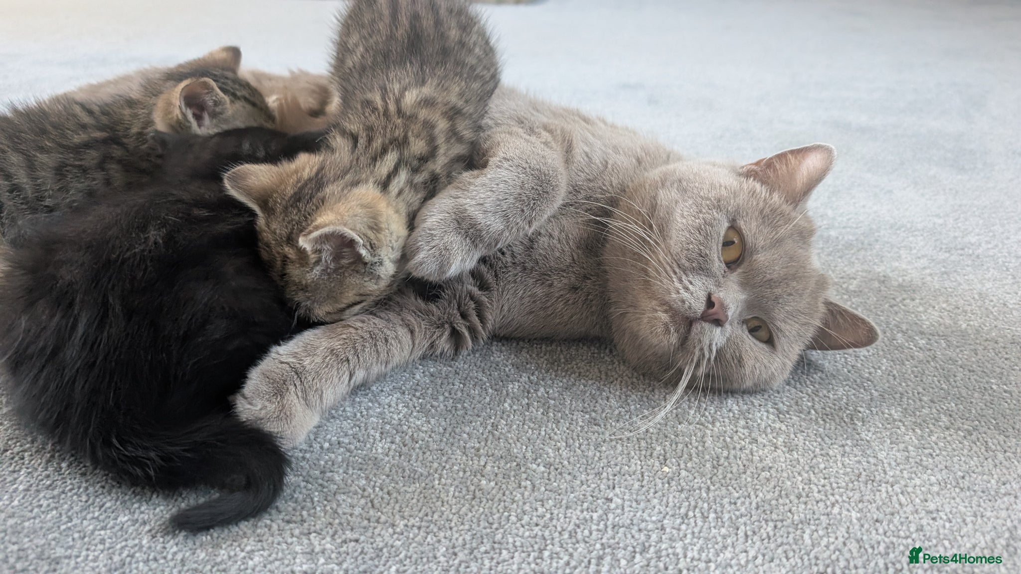 Mixed Breed cats British short hair BSH cross - Advert 1