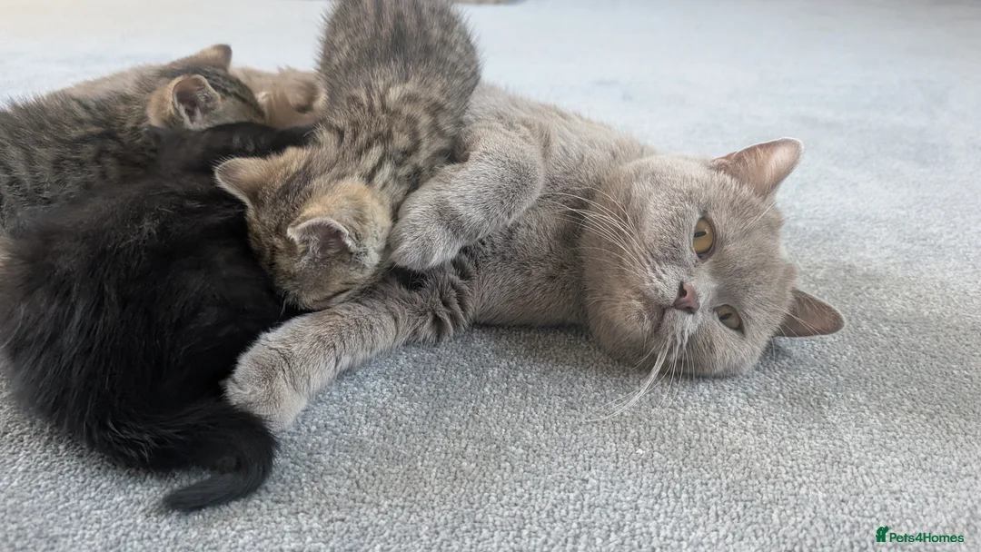 Mixed Breed cats for sale: British short hair BSH cross - Advert 1