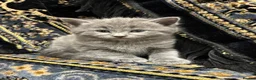 Mixed Breed cats for sale: Beautiful Cats & Kittens Looking for Their a home  in West Drayton - Advert 7