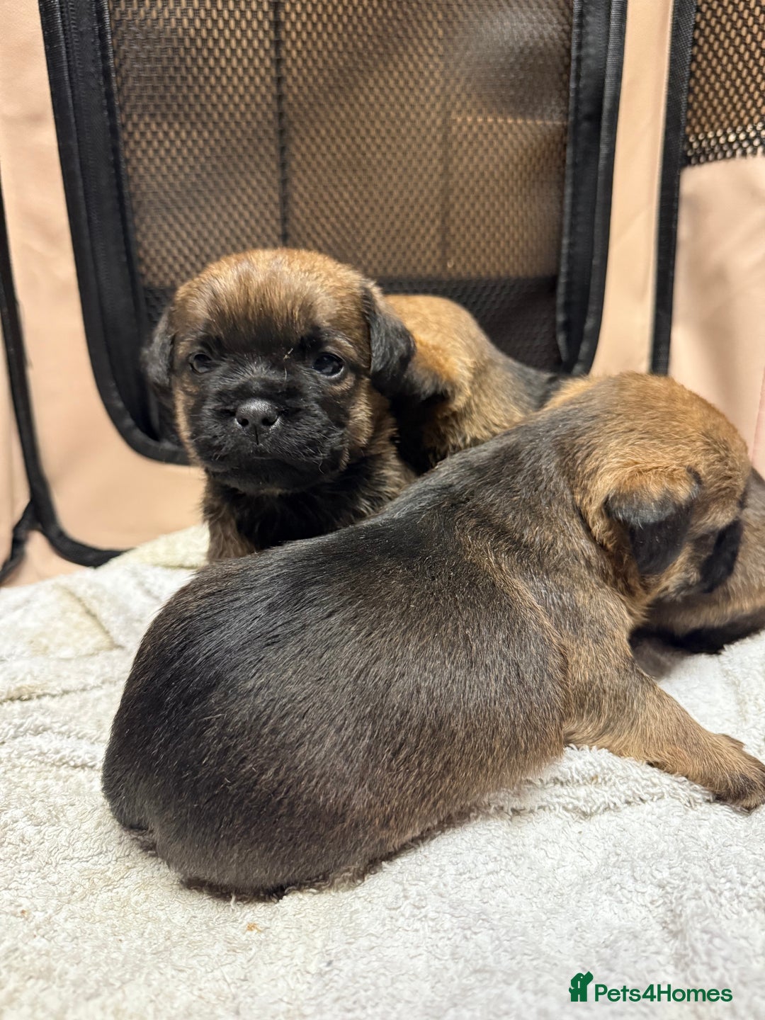Border Terrier dogs for sale: KC Reg Border terrier pups - Advert 1