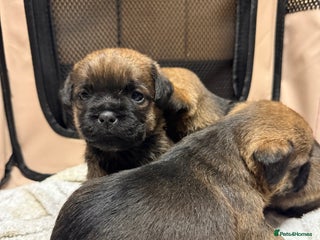 Border Terrier dogs KC Reg Border terrier pups - Advert 3