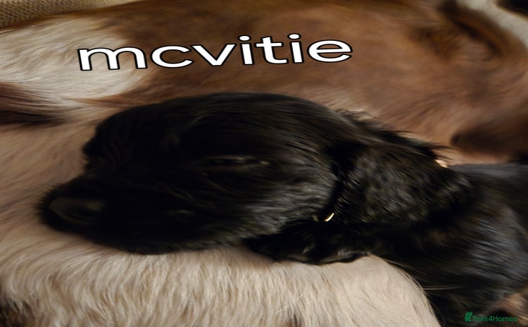 Sprocker dogs - Advert 7