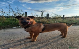 Mixed Breed dogs for adoption: 💙🐶 ROCKY 🐶💙 - Image 6
