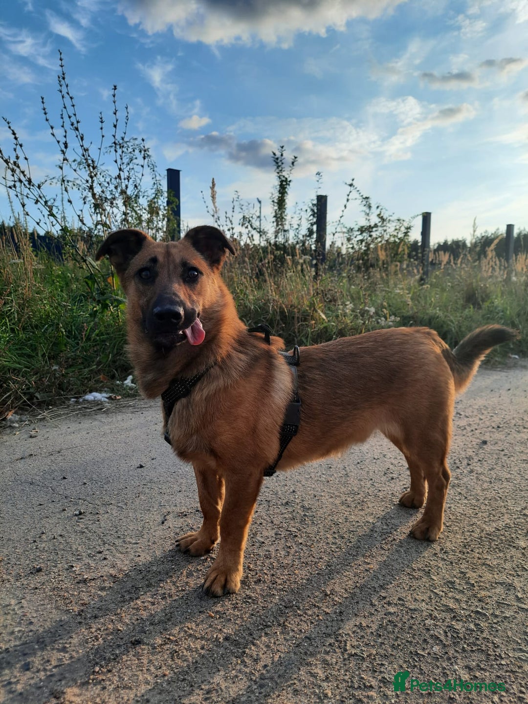 Mixed Breed dogs for adoption: 💙🐶 ROCKY 🐶💙 - Image 6