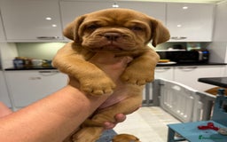 Dogue De Bordeaux dogs for sale: Dogue De Bordauex Puppies for sale - Image 5