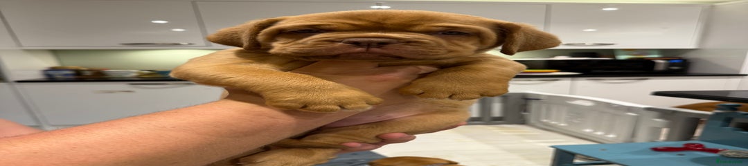 Dogue De Bordeaux Puppy (Blue)