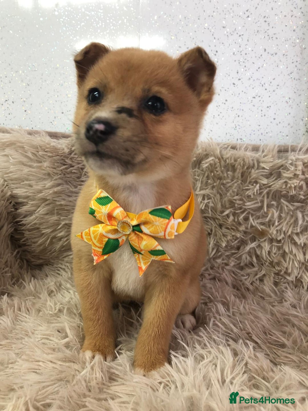 Mixed Breed dogs for sale: Jack Russel x Shibu inu (Shibujacks) - Advert 6