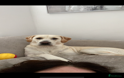 Golden Retriever dogs for sale: Golden retriever X goldador puppies - Image 3